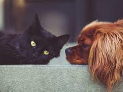Optimizing Your Pet’s Wellness: Essential Strategies for a Vibrant Companion